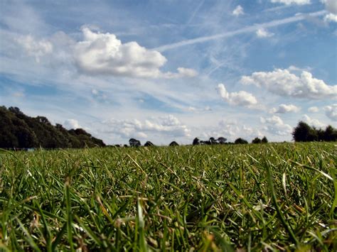 Turf Free Photo Download Freeimages