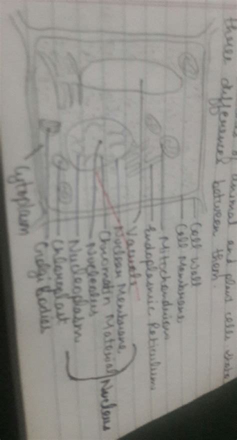 The process of cellular division and replication is also different in plant cells and animal cells. Draw a neat diagram of plant cell and label any three ...