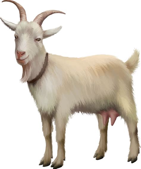 Goat Png 10 Free Cliparts Download Images On Clipground 2024