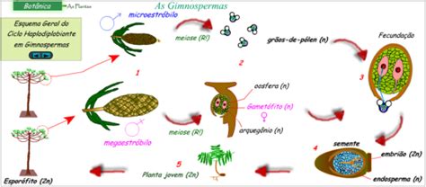 Reino Plantae Briófitas Pteridófitas Gimnospermas E Angiospermas
