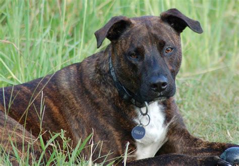treeing tennessee brindle dog breed characteristic daily  care facts