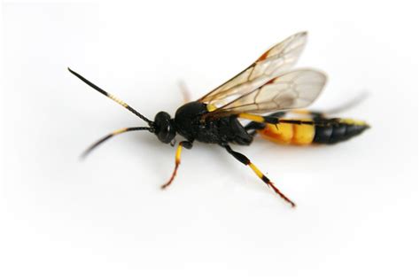 Giant Ichneumon Wasp Flickr Photo Sharing