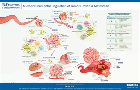 Regulation Of Tumor Growth And Metastasis Randd Systems