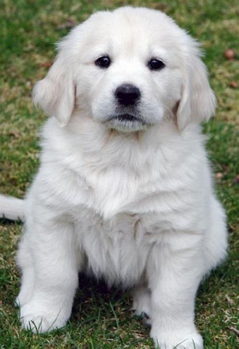 White Golden Retriever Puppies For Sale Cute Puppies Cute Dogs