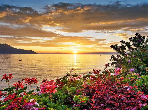 Sunset Lake Flowers Background 37252