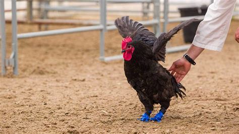 Rooster Walks Again Thanks To 3 D Printed Talons Cbcca