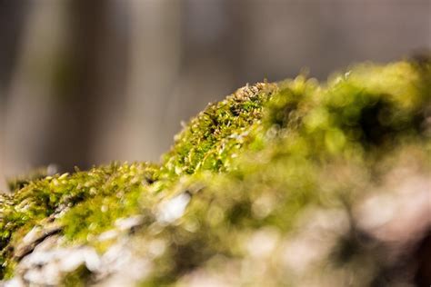 Moss Tree Stump Forest Free Photo On Pixabay Pixabay