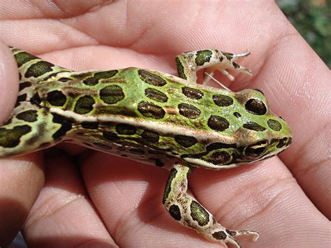 Northern Leopard Frog Facts And Pictures