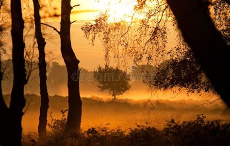 Fog At Dawn In The Forest Stock Photo Image Of Season 46973054