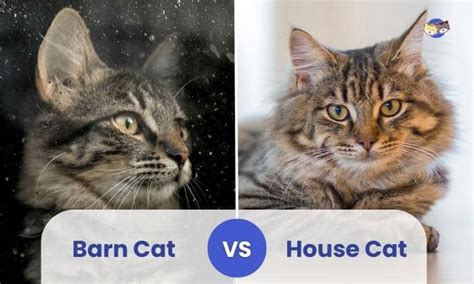 Barn Cat Vs House Cat Comparison