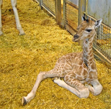 Cria De Jirafa Baringo Giraffa Camelopardalis Rothschildi Recien