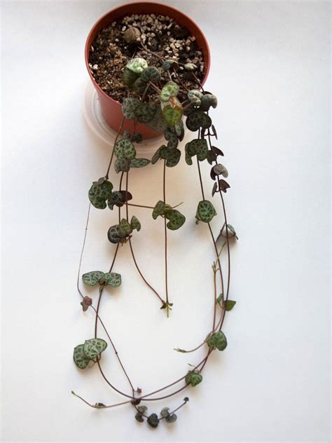Rosary Vine Plant Care Growing Ceropegia Rosary Vine String Of Hearts