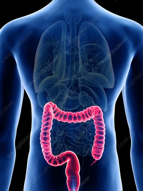 Illustration Of A Man S Colon Stock Image F Science Photo Library