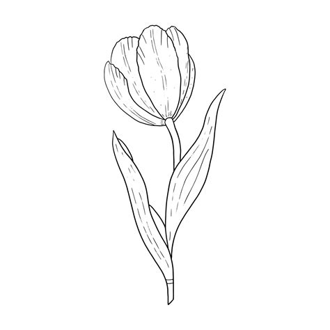 Tulip Hand Drawn Outline Drawingblack And White Imagestylized Image