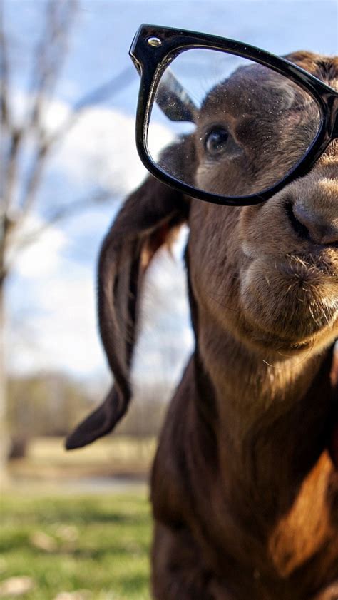 Free Download Goat Glasses Animals Wallpaper 1920x1200 74624
