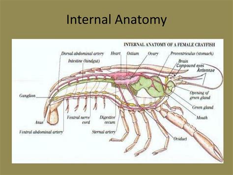 Ppt Crayfish Dissection Laboratory Powerpoint Presentation Free