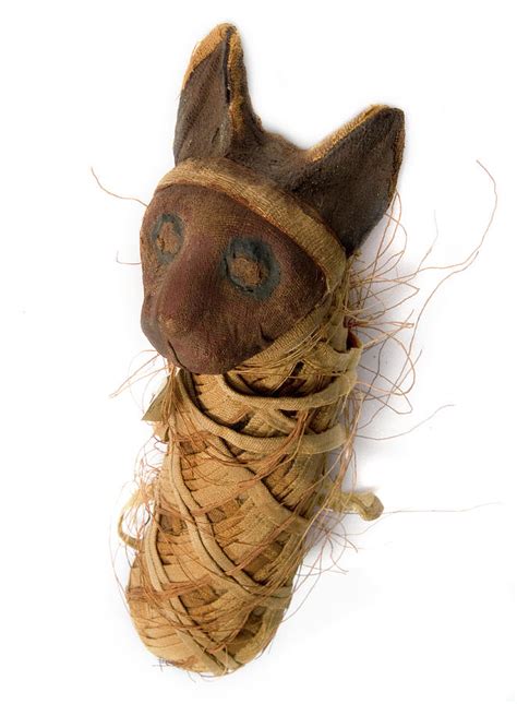 Mummified Cat Photograph By Natural History Museum London