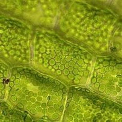 No coma cell wall is absent in animal cell. Cell Theory timeline | Timetoast timelines