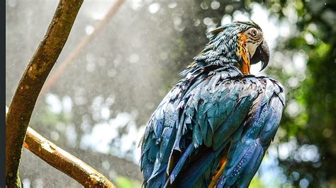Blue Macaw Macaw Parrot Birds Hd Wallpaper Peakpx