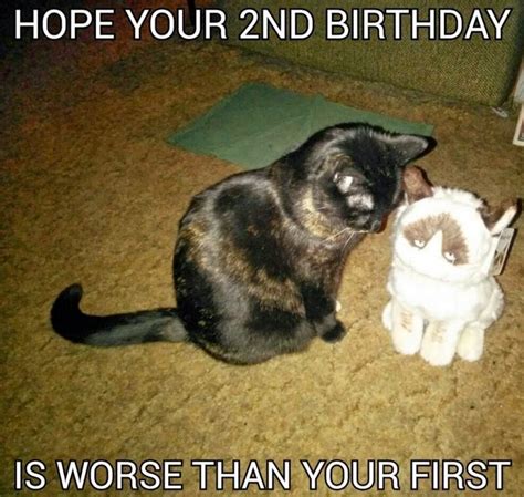 101 Funny Cat Birthday Memes For The Feline Lovers In Your Life Cat