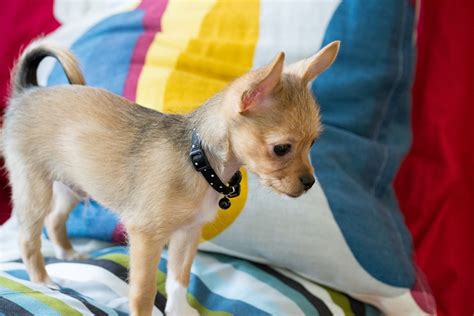 Are Chihuahuas A Healthy Breed