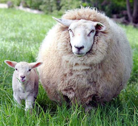 Ovis Aries Mouflon Mouton Domestique Mouton Races Domestiques