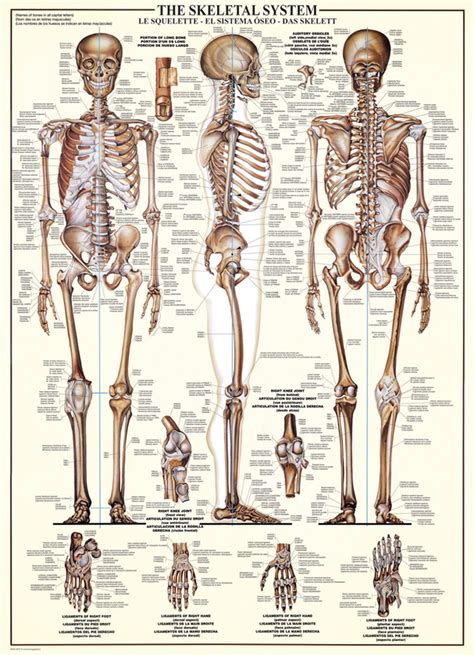 The framework of the bones is called the skeleton; Eurographics Skeletal System Educational Jigsaw Puzzle ...