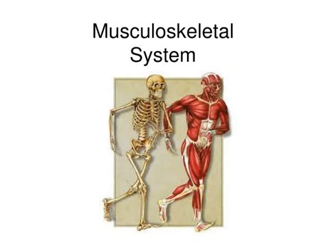 Ppt Musculoskeletal System Powerpoint Presentation Free Download