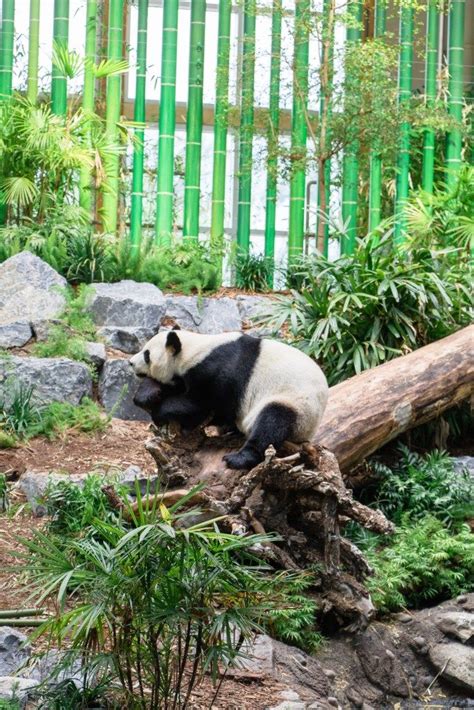 Panda Monium At The Calgary Zoo Panda Passage Chandeliers And