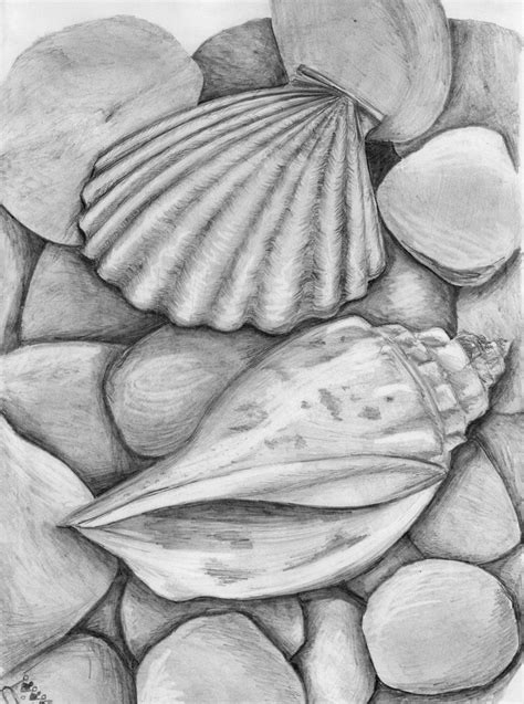 Shell Still Life Pencil Drawings Pencil Art Drawings Life Drawing
