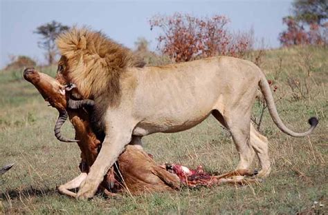 Lion Eating Prey Youtube Mmm Waterbuck Good Heres A Big Boy We