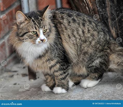 Tabby Norwegian Forest Cat Stock Photo Image Of Aspirations 34726322
