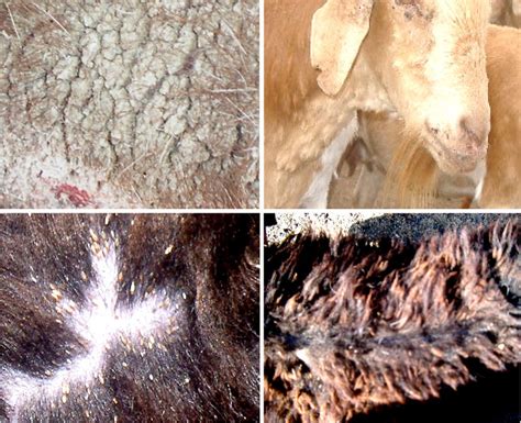 Gross Skin Lesions In Sheep And Goats Affected With Ectoparasites A
