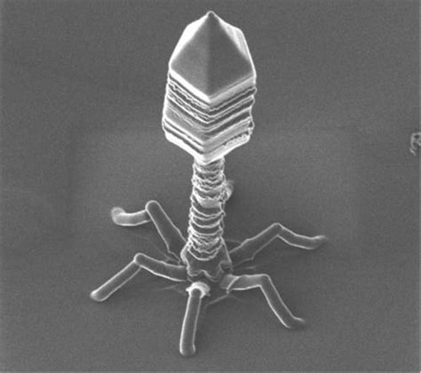 Scanning Electron Micrograph Of A T4 Bacteriophage Electron