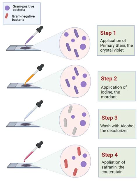 Gram Staining Procedure Principle And Results 2022