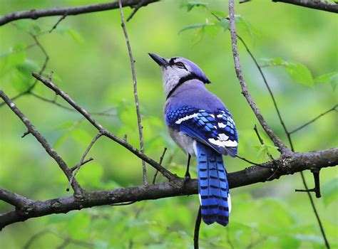 12 Elusively Blue Animals The Rarest Critters Of All Blue Jay
