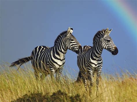 Beautiful Wallpapers Zebra Rare Pictures Collection