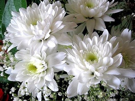 Bunga Chrysanthemum Putih Sarah Baker