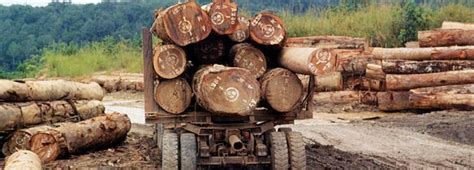 Deforestation Economic Growth Link Confirmed Financial Tribune
