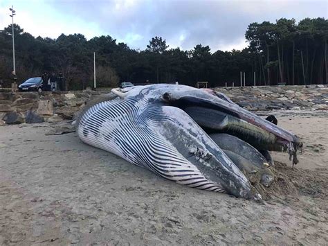 50ft Dead Whale Beached On Spanish Coast Viraltab