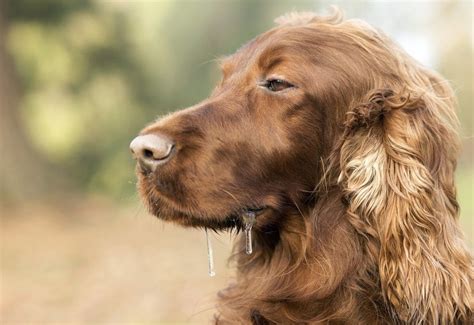 15 Dog Breeds That Dont Drool Much With Pictures Hepper