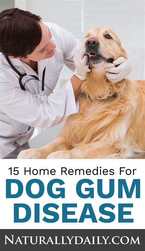 15 Home Remedies For Dog Gum Disease Or Periodontitis Gum Disease