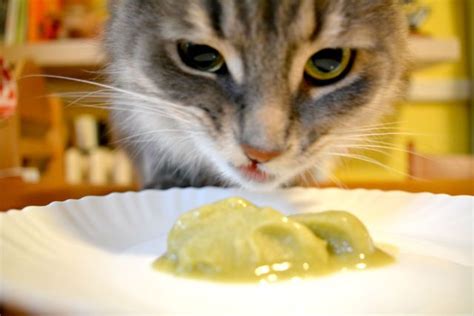 Can cats overdose on catnip? Catnip Recipe | Banana ice cream, Homemade, Treats