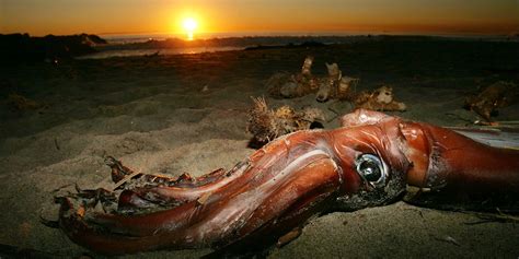 Giant Squid | Giant Squid Video, Size | How Big Is a Giant Squid?
