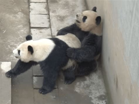 Lu Lu The Panda Sets World Record For Sex With Xi Mei At Sichuan Centre