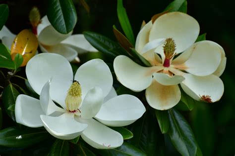 What Causes Southern Magnolia Leaves To Turn Yellow