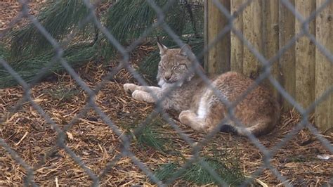 Borth Wildlife Animal Kingdom Reopens After Lynx Deaths Bbc News