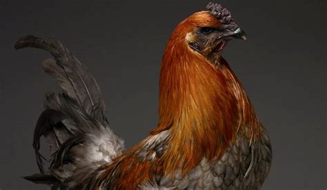 The Most Stunning High Quality Chicken Book Photos Ever Made By Chicken — Kickstarter