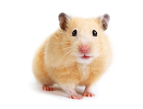 10 Facts About Hamsters Petsoid