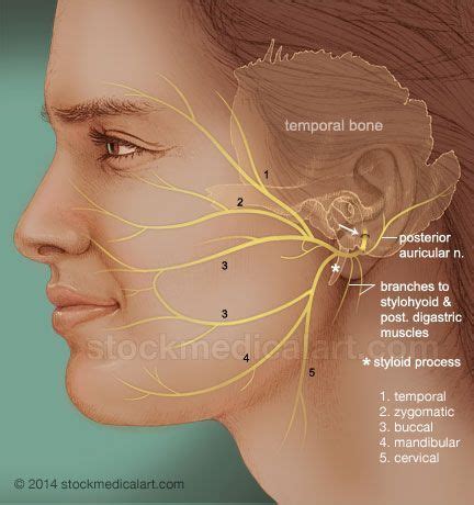 Superficial Branches Of Facial Nerve Facial Nerve Branches Facial My